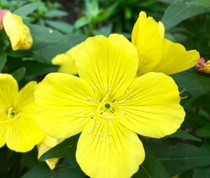 Close-up of yellow flowering plant