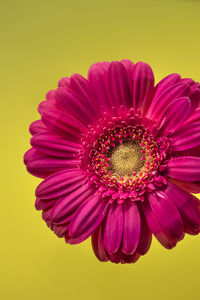 Close-up of pink flower