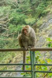 Monkey sitting on fence against trees