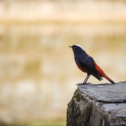 Close-up of bird perching on wooden post