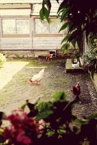 Bird on plant