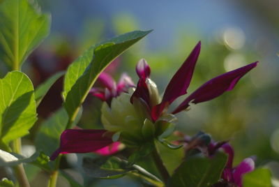 Close-up of pink flowering plant