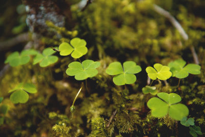 Close-up of plants