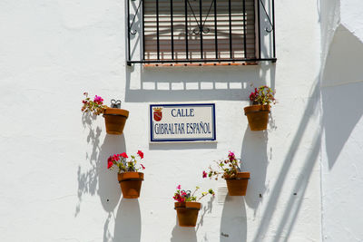 Potted plants on white wall