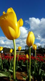 Close-up of yellow tulips growing on field against sky