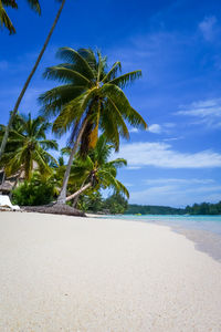 Palm trees on beach against sky