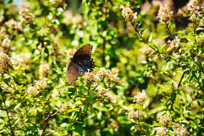 Close-up of butterfly pollinating on flower