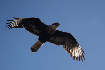 Low angle view of eagle flying against clear blue sky