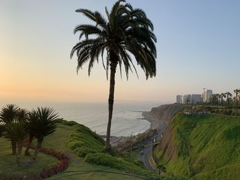 Palm trees on beach against sky during sunset