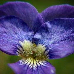 Close-up of purple flower