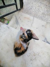 High angle portrait of cat sitting on floor