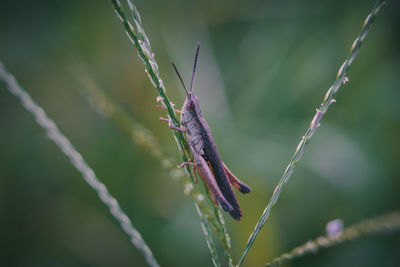 Close-up of insect on twig