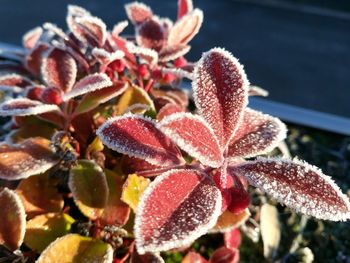 Close-up of frozen plants during winter