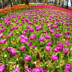 Close-up of purple flowers blooming in field