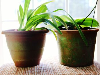 Close-up of drink on table