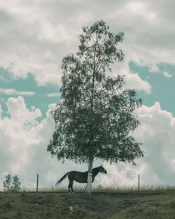 View of a tree on field against sky