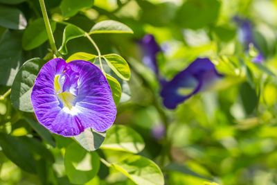 Close-up of purple flowering plant