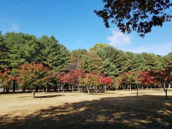 Trees on landscape during autumn