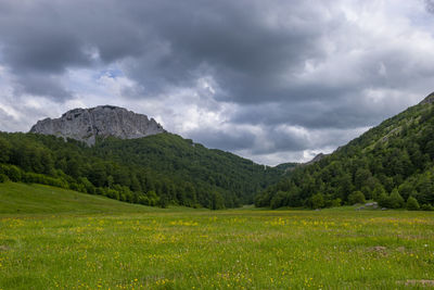 Scenic view of field against sky