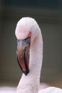 Close-up of a bird