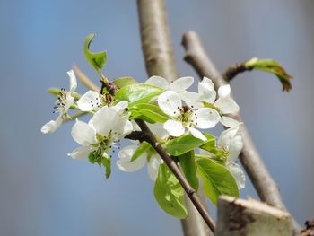 Close-up of white cherry blossom tree