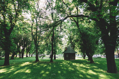 Trees on landscape