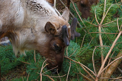 Close-up of a horse on field