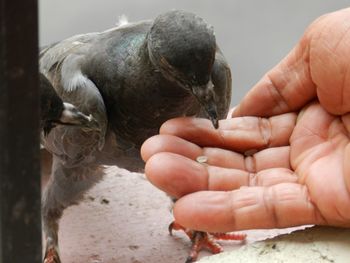 Close-up of hand holding crab