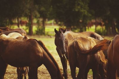 Horses in a field