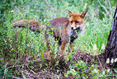 Portrait of fox in a field