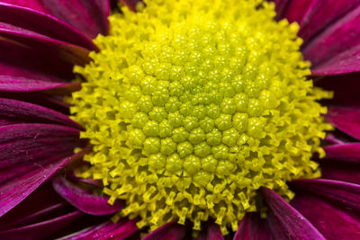 Close-up of yellow flower blooming outdoors