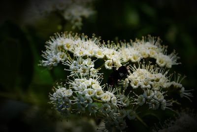 Close-up of white flowering plant
