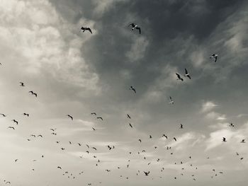 Low angle view of birds flying in sky