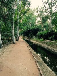 Narrow pathway along trees