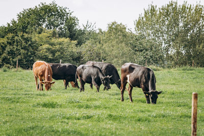 Horses grazing in a field