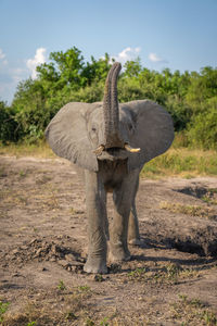 African elephant stands facing camera lifting trunk