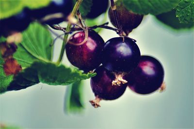 Close-up of berries growing on plant