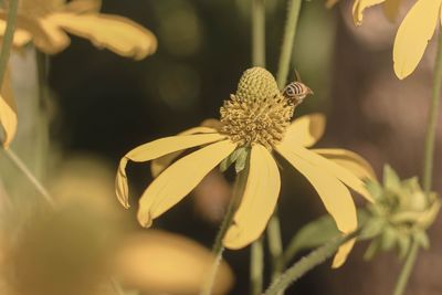 Close-up of yellow flower