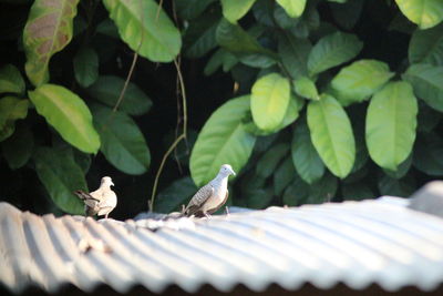 Bird perching on a plant