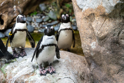 High angle view of penguins on rock