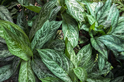 Full frame shot of green leaves