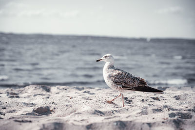 Seagull perching on beach