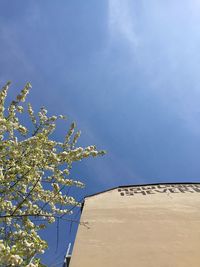 Low angle view of flowers against blue sky