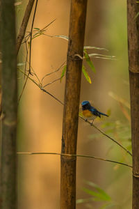 Close-up of bird perching on branch