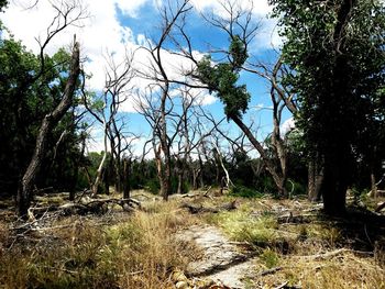 Dirt road passing through landscape