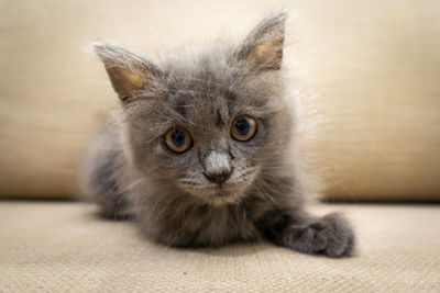 Close-up portrait of kitten