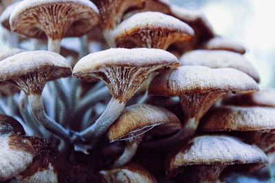 Close-up of mushrooms during winter