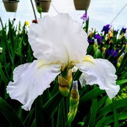 Close-up of wet white flowering plant