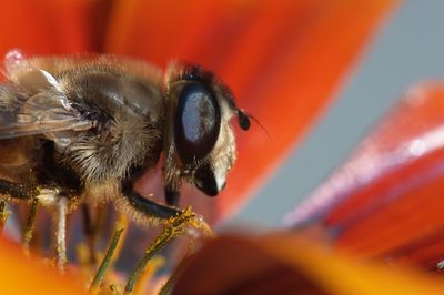 Close-up of insect on flower