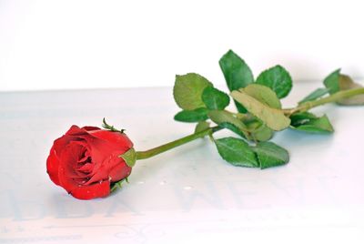 Close-up of red rose on table